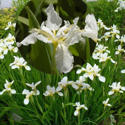 Iris sibirica 'Snow Queen' - Siberi iiris 'Snow Queen' P13/1L
